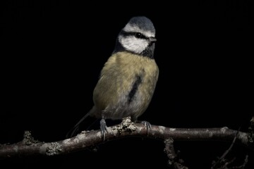 blue tit on branch with black background. 
