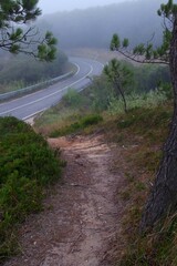 A path in a wild forest. Mysterious green background. Solitude with nature. Wild nature. Landscape. Tourist path. Cover. Wallpaper. Postcard