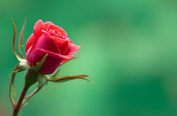 Selective focus on a green background frames a delicate red rose, perfect for a greeting card banner with plenty of image copy space.