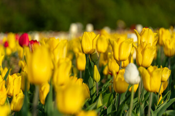 Bright yellow tulips fill a lush field, surrounded by patches of red and white blooms under a clear...