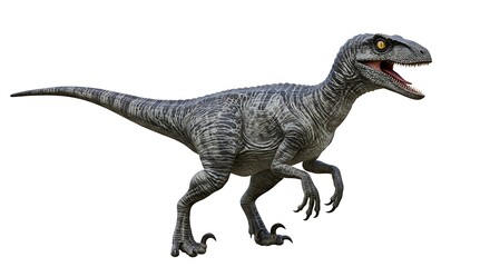 Fototapeta premium Realistic Velociraptor dinosaur isolated on white background digital rendering of a prehistoric reptile animal with textured skin and sharp claws