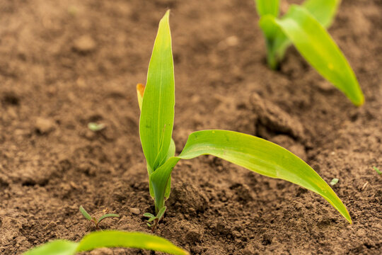 What Does Corn Seedlings Look Like: Essential Guide for Gardeners
