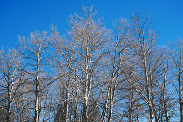 Trees in the Rocky Mountains in the Springtime of Colorado