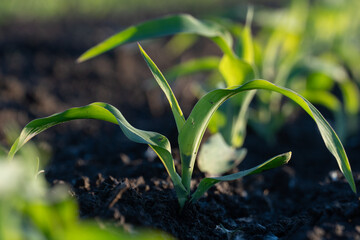 Fresh maize sprout emerges from dark soil in a field, basking in the morning light, indicating a fruitful harvest season ahead
