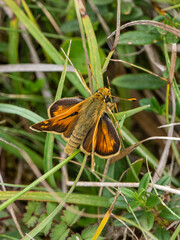 Silver-spotted Skipper Butterfly Resting in Grass