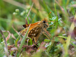 Silver-spotted Skipper Butterfly Resting in Grass