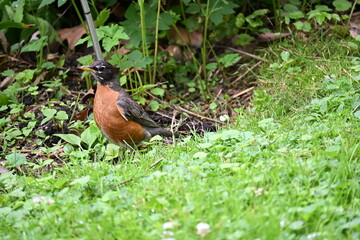robin on the grass