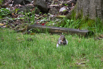 squirrel in the grass