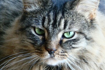 close up of long haired cat green eyes