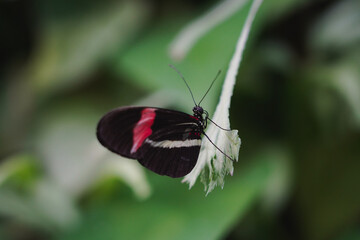 A Colorful Butterfly Rests in a Garden