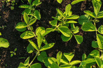 Bright green soybean plants thrive in rich brown soil under midday sunshine, showcasing healthy...