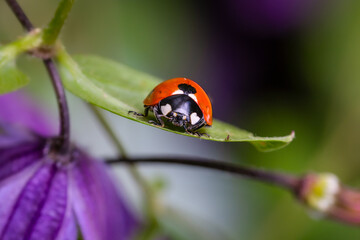 Seven-spot ladybird macro close-up on green leaf