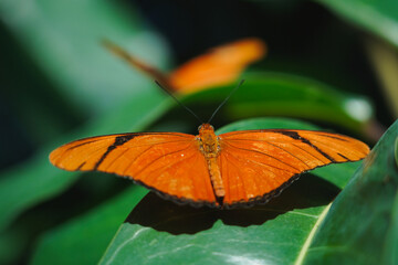 A Colorful Butterfly Rests in a Garden