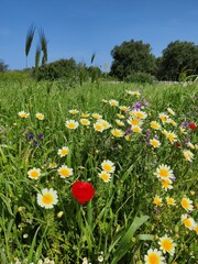 Obraz premium Wildflower Meadow in Spring