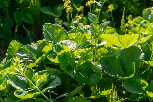 Vibrant green strawberry leaves bask in sunlight, showcasing their rich texture and health. A flourishing garden comes alive in spring with new growth and blooming flowers - Powered by Adobe