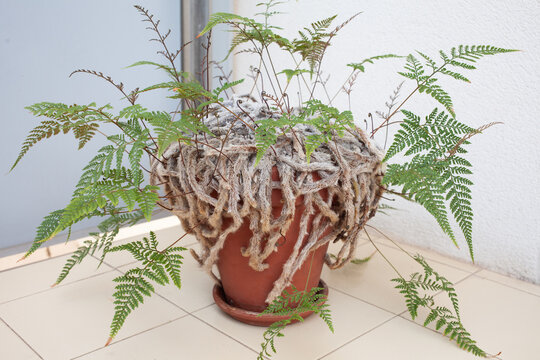 Davallia fejeensis, Rabbit's Foot Fern in terracotta pot on balcony with natural daylight  unique houseplant with furry creeping rhizomes and lush green fronds