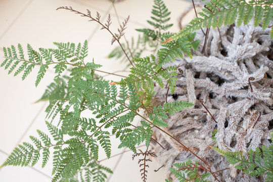 Close up of a Davallia fejeensis, commonly known as Rabbit&rsquo;s Foot Fern, showing soft, hairy rhizomes and lacy green leaves growing from a terracotta pot. Indoor potted plant on tiled floor