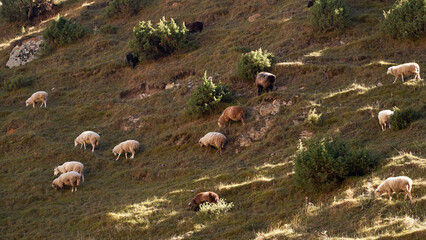 Sheep graze on a mountain slope.