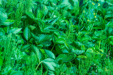 Lush and vibrant green strawberry leaves thrive in a sun-kissed garden. The greenery reflects...