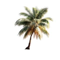 Fototapeta premium Isolated palm tree against a black background