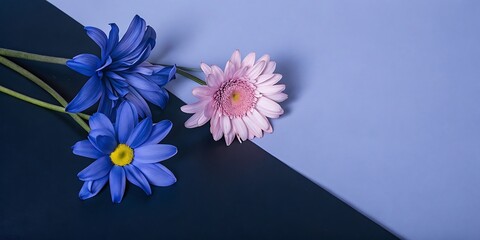 Elegant Pink and Blue Flowers on Two-Tone Background: Minimalist Floral Still Life Photography