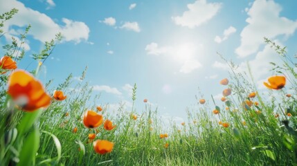 Vibrant orange poppies bloom under a bright, sunny sky in a lush green field.