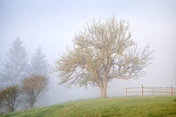 Lone tree stands majestically in grassy field, partially shrouded in morning mist. Soft fog creates...
