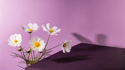 Elegant White Cosmos Flowers on Purple Background; Minimalist Product Display Mockup