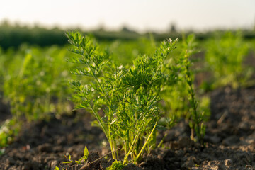 A vibrant carrot sprout emerges from rich, dark soil illuminated by sunlight, surrounded by other green sprouts in a lush agricultural field during daytime