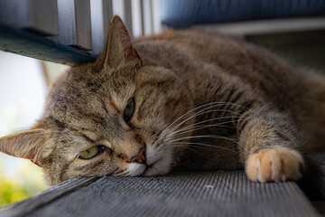 Katzen