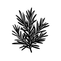 Black and White Rosemary Sprig Illustration 5.