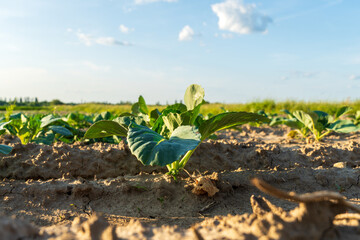 Young beets grow in rich, tilled soil under a clear sky, with sunlight shining on their delicate...
