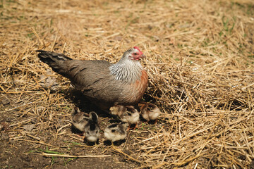 A Hen and Her Chick on a Barn Floor