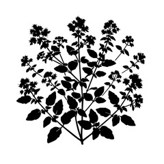 Black Silhouette of Oregano Plant with Flowers 3.