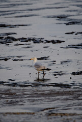 Mouette