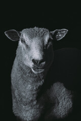 close up of a sheep on black background. 