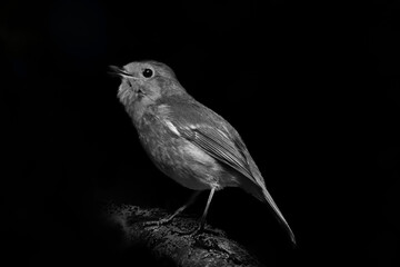 black and white robin on branch. 