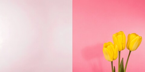 Three Yellow Tulips on Pink and White Background: Minimalist Spring Floral Design
