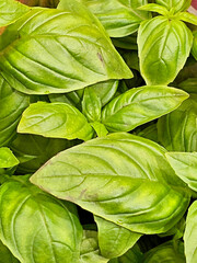 Fresh green basil leaves as a background. Close-up shot.