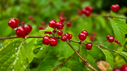 Obraz premium Bright red glossy berries Chinese bush cherry or Prunus tomentosa with rain drops against green leaves. Boke effect.