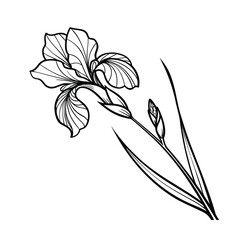 Elegant iris flower line art with delicate petals on a clean white background