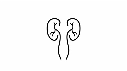 Human Kidney icon. simple line kidney icon illustration on black background.