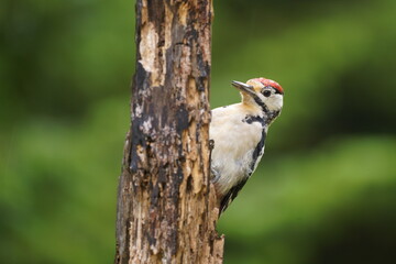 Great Spotted Woodpecker (Dendrocopos major)