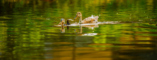 Ducks Swimming Peacefully in a Forest Pond