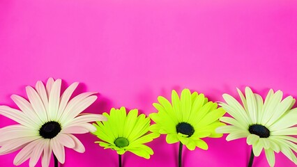 Vibrant lime and cream daisies on hot pink background; cheerful spring floral border; copy space.