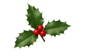 Holly sprig featuring bright red berries, symbolizing holiday cheer against clean transparent backdrop