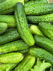 Урожай спелых огурцов