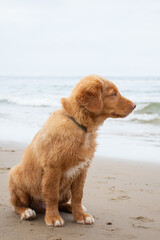 Young puppy on the beach sitting down looking at the ocean. Low perspective portrait. Summer beach location in the netherlands. Retriever dog background