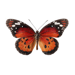 Close-up of a vibrant orange and black butterfly