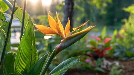Obraz premium Beautiful Yellow Flower in Bloom Surrounded by Lush Green Foliage